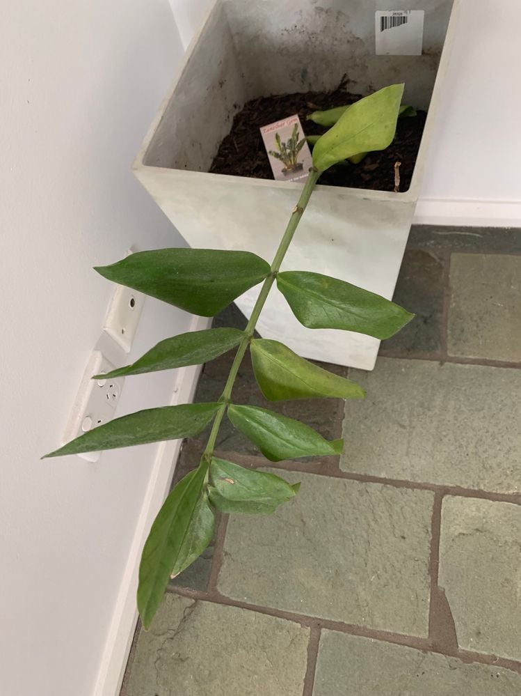 IMG_1999.jpg IMG_1999.jpg