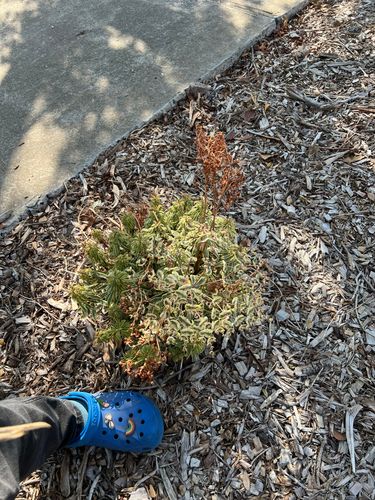 IMG_3686.jpeg IMG_3686.jpeg