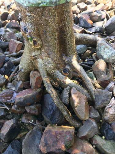 B5C4D154-FB6E-400F-9804-EDB7F64D0A0D.jpeg B5C4D154-FB6E-400F-9804-EDB7F64D0A0D.jpeg