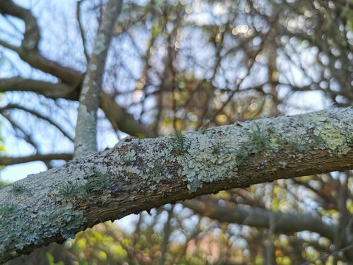 IMG_20241108_094516.jpg IMG_20241108_094516.jpg