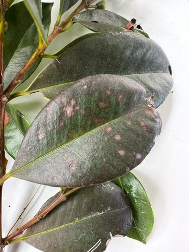 IMG_8050.jpeg IMG_8050.jpeg