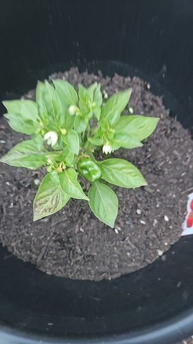 1000035728.jpg 1000035728.jpg