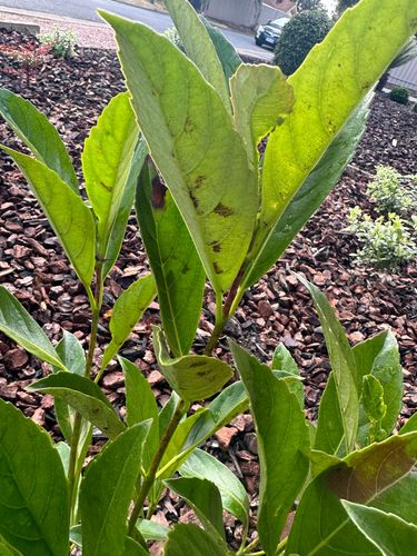 BF4CA9BB-6670-4ACA-933D-7F08DB03A7A5.jpeg BF4CA9BB-6670-4ACA-933D-7F08DB03A7A5.jpeg