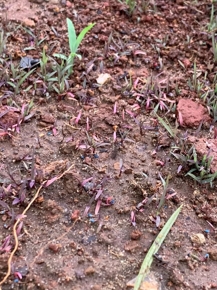 Purple Couch.jpg Purple Couch.jpg