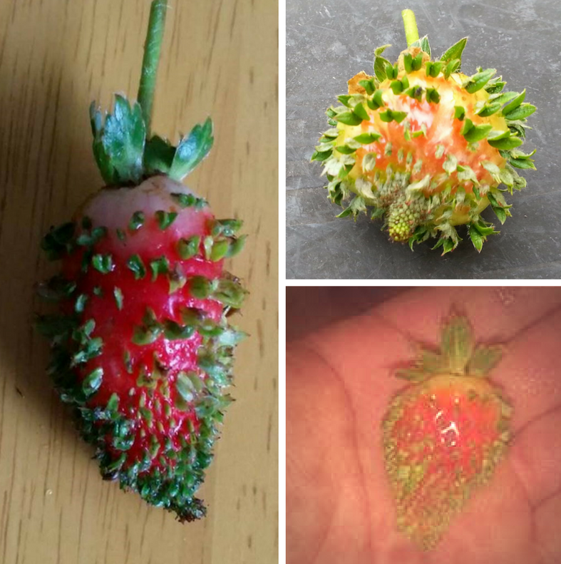 weirdos.png weirdos.png