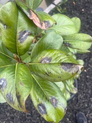 IMG_9270.jpeg IMG_9270.jpeg