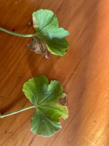 IMG_5958.jpeg IMG_5958.jpeg