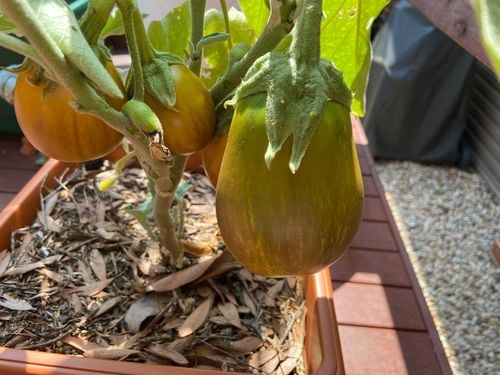 F07FD086-07B2-4C5A-A5AF-C45B02A57354.jpeg F07FD086-07B2-4C5A-A5AF-C45B02A57354.jpeg