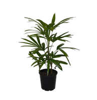 Lady palm.png Lady palm.png
