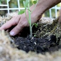 6.2. Re-plant the seedlings.jpeg 6.2. Re-plant the seedlings.jpeg