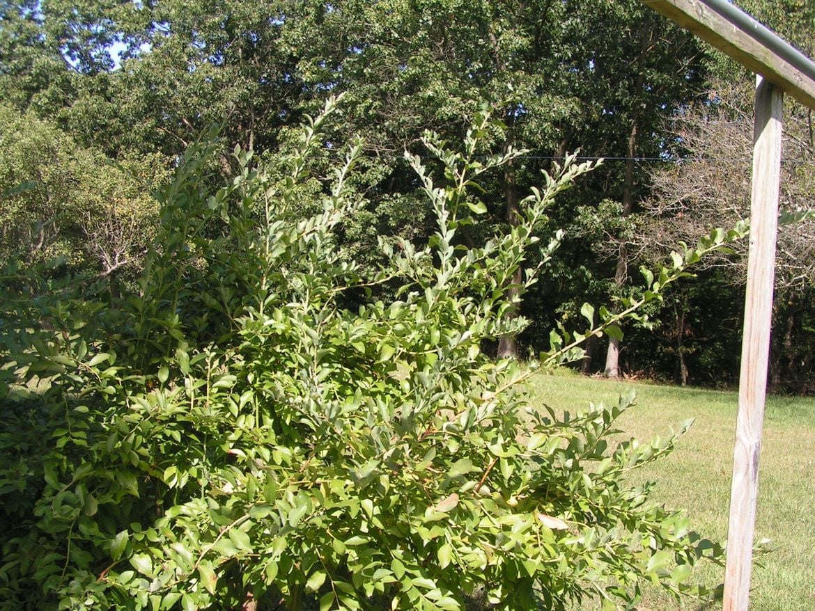 PICT1356.JPG PICT1356.JPG