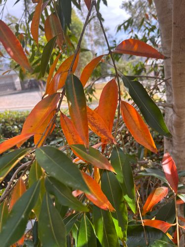 687349E6-0936-4F1E-873D-6AD8BDBDA887.jpeg 687349E6-0936-4F1E-873D-6AD8BDBDA887.jpeg