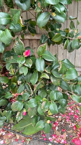 IMG_0918.jpeg IMG_0918.jpeg