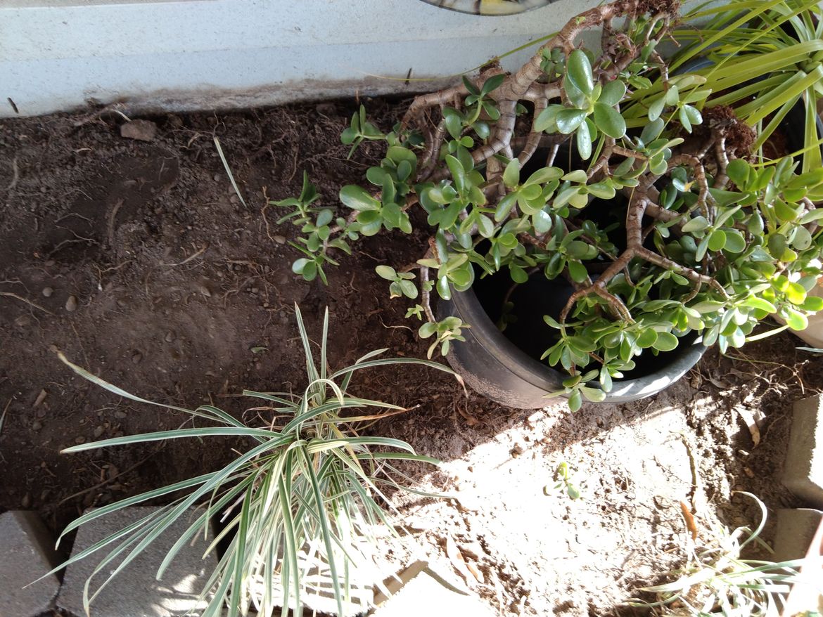 IMG_20241110_155508.jpg IMG_20241110_155508.jpg