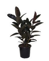 Rubber plant.png Rubber plant.png