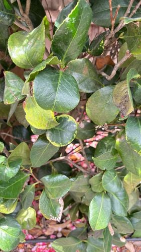 IMG_0914.jpeg IMG_0914.jpeg