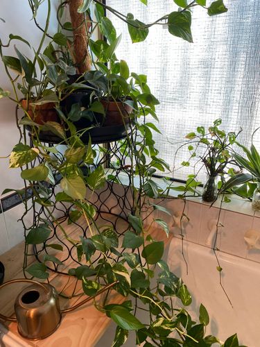 F5A920F0-8678-4216-87B7-C490C5B4A5A5.jpeg F5A920F0-8678-4216-87B7-C490C5B4A5A5.jpeg