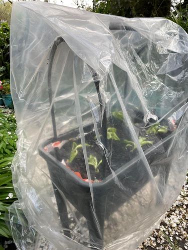 620D2714-F581-4BF0-AEEB-8F3179FDE9E8.jpeg 620D2714-F581-4BF0-AEEB-8F3179FDE9E8.jpeg