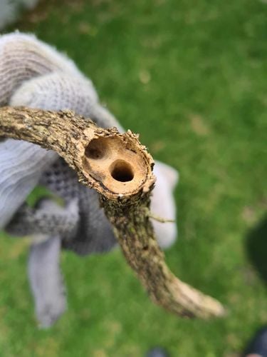 Branch.jpg Branch.jpg