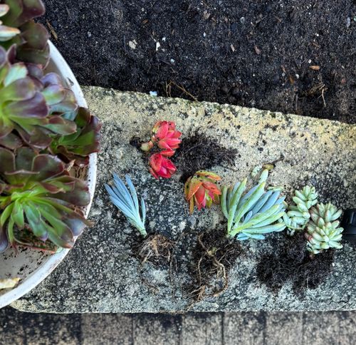 IMG_1210.jpeg IMG_1210.jpeg