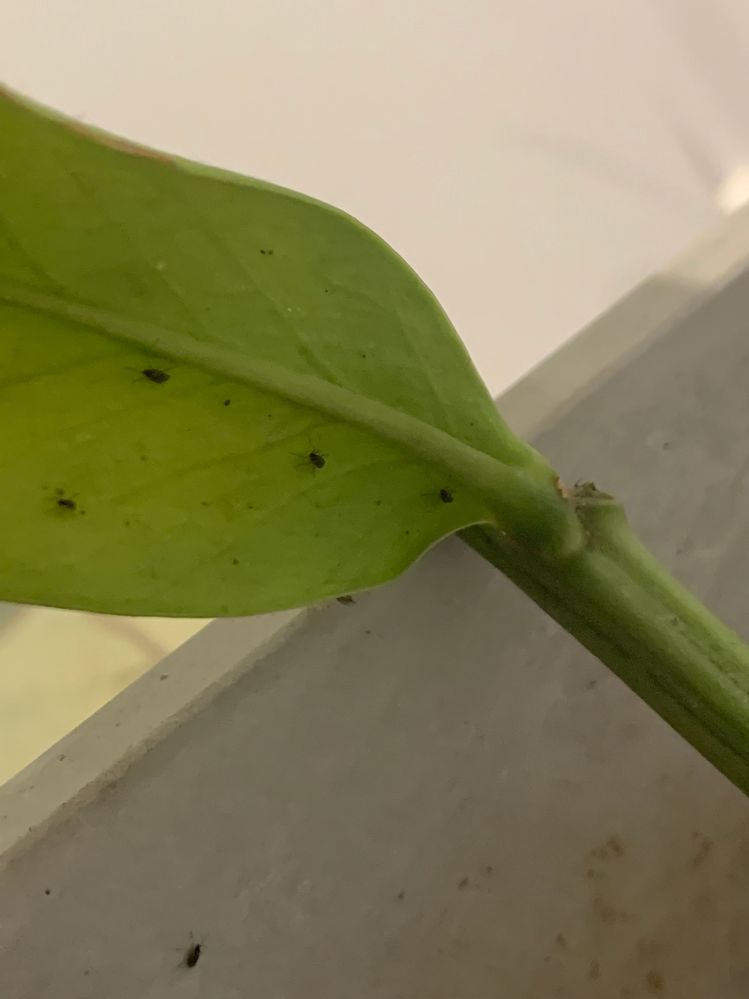 IMG_1997.jpg IMG_1997.jpg