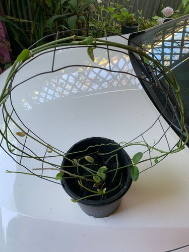 835C8962-0C1D-4C5F-A329-C7B1C4DFFCBF.jpeg 835C8962-0C1D-4C5F-A329-C7B1C4DFFCBF.jpeg