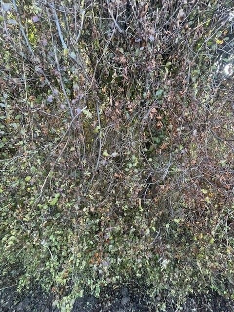 hedhe 4.jpg hedhe 4.jpg