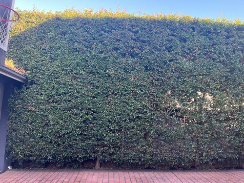 IMG_6827.jpeg IMG_6827.jpeg