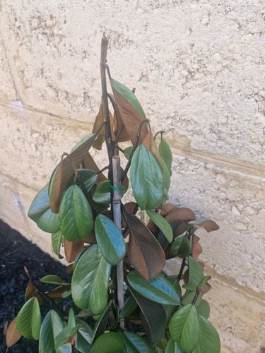 20250605_081558.jpg 20250605_081558.jpg