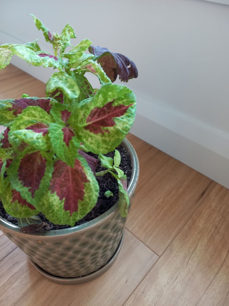 Coleus 2.jpg Coleus 2.jpg