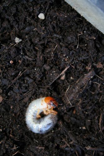 IMG_4246-scaled.jpg IMG_4246-scaled.jpg