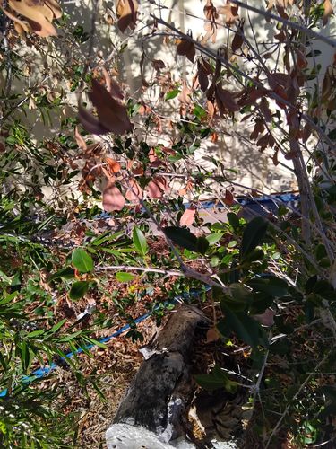 IMG_20250316_074123.jpg IMG_20250316_074123.jpg