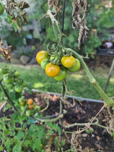 20241213_160404.jpg 20241213_160404.jpg