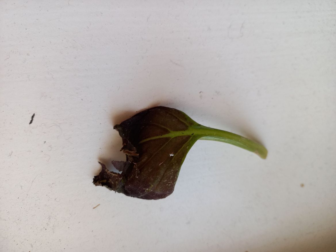 Coleus 6.jpg Coleus 6.jpg