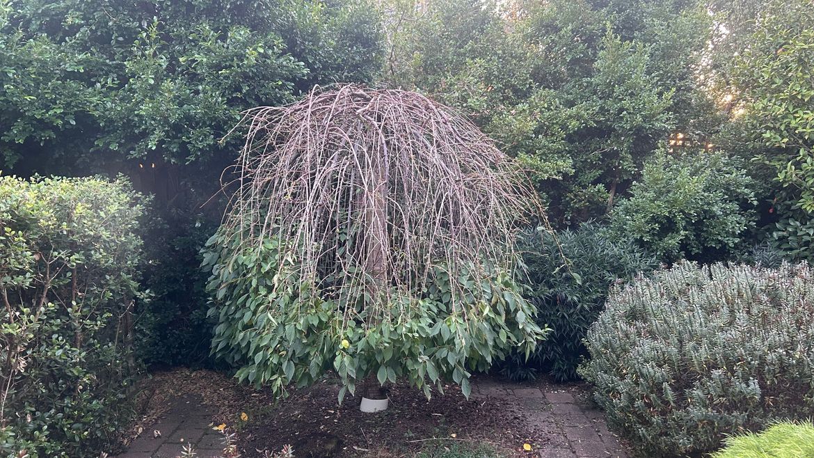 IMG_6026.jpeg IMG_6026.jpeg