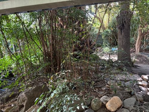 IMG_0537.jpeg IMG_0537.jpeg