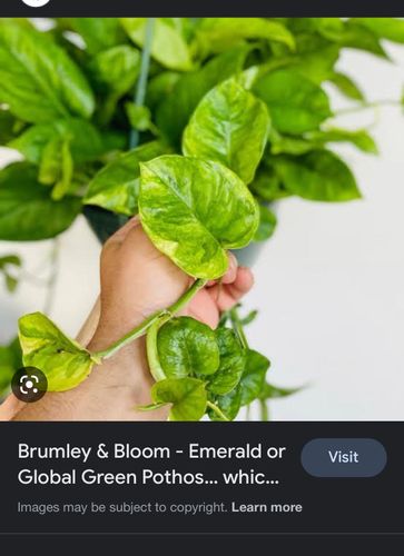 25EC27A0-6F8E-4F3D-8754-907208D0AFA5.jpeg 25EC27A0-6F8E-4F3D-8754-907208D0AFA5.jpeg