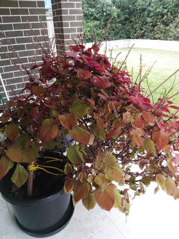 Coleus.jpg Coleus.jpg