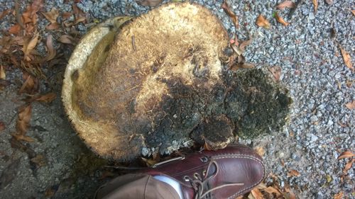 Root_002.jpg Root_002.jpg