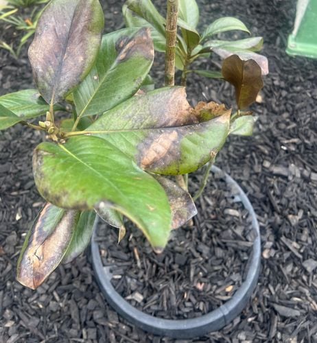 IMG_9273.jpeg IMG_9273.jpeg