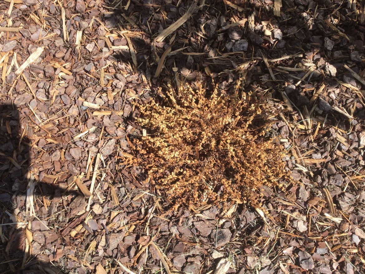 F9955027-095F-4F20-9917-CCE345E572E3.jpeg F9955027-095F-4F20-9917-CCE345E572E3.jpeg