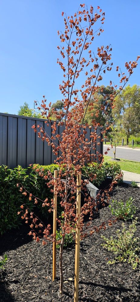 WhatsApp Image 2024-01-30 at 11.31.03_96be4ea4.jpg WhatsApp Image 2024-01-30 at 11.31.03_96be4ea4.jpg