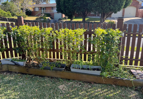 Yangaz_0-1725591509143.png Yangaz_0-1725591509143.png