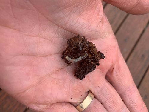 4A508AA6-20DA-4B0E-894D-0C1B06C9D3B9.jpeg 4A508AA6-20DA-4B0E-894D-0C1B06C9D3B9.jpeg