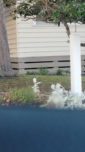 IMG-20210611-WA0001.jpg IMG-20210611-WA0001.jpg