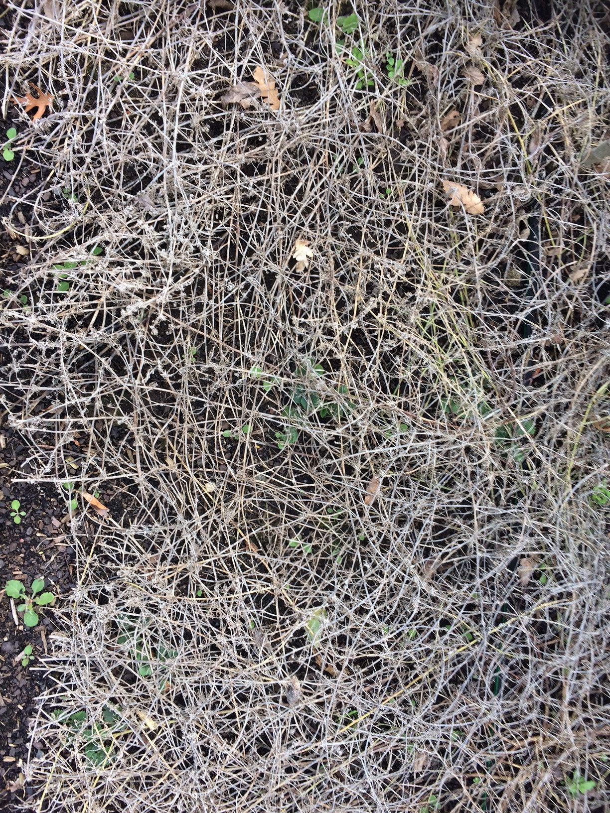 IMG_1640.JPG IMG_1640.JPG