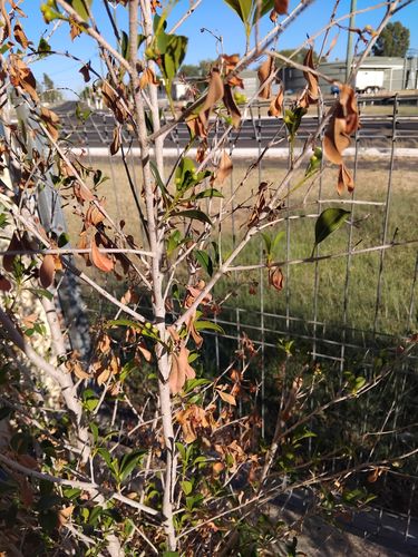 IMG_20250316_074130.jpg IMG_20250316_074130.jpg