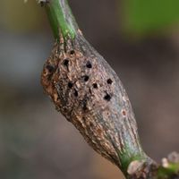 2.5 Old gall.jpg 2.5 Old gall.jpg