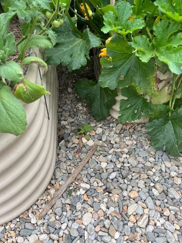 IMG_7149.jpeg IMG_7149.jpeg