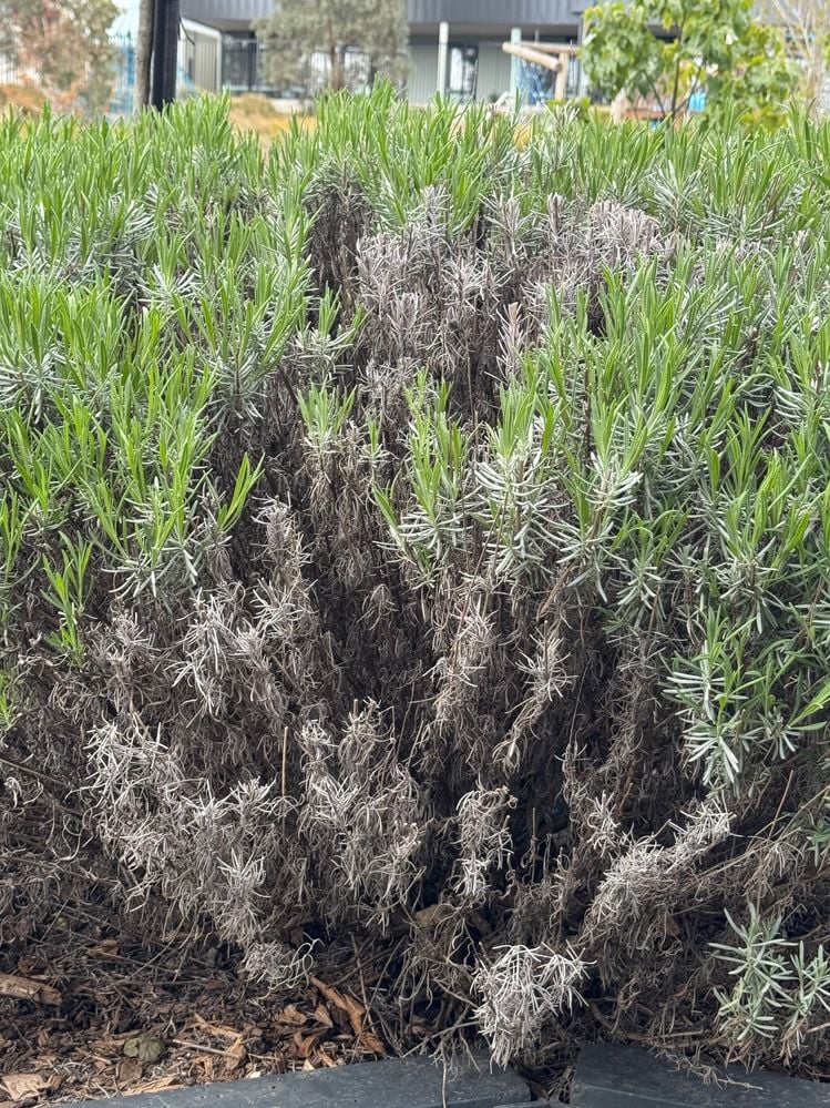 IMG_3255.JPG IMG_3255.JPG